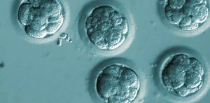 Un scientifique chinois a-t-il fait naître les premiers bébés CRISPR ?