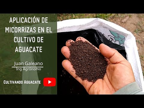 Aplicación de Micorrizas en el cultivo