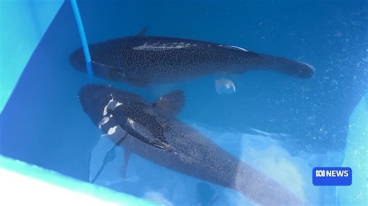 Murray cod release in Mount Gambier