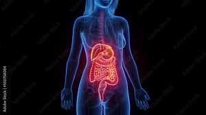 3d rendered medical animation of a woman's digestive organs