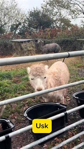 Adam is back with another video, this time showing off 4 of our studs that are looking for a new postcode! Check the comments for more info. #amazingalpacas #alpacastud | Amazing Alpacas