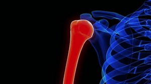 Humerus Bone Anatomy Medical Concept 3d Stock Footage Video (100% Royalty-free) 3515467003 | Shutterstock