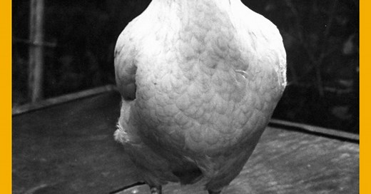 Now You Know: Which Came First, the Chicken or the Egg?