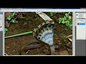 5 headed snake photoshop in 2 minutes