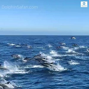 555K views · 7.7K reactions | WHAT A SIGHT! Huge pod of around 300 dolphins 'stampeding' through the waves off the coast of Southern California captured on camera by Capt. Dave's Dana Point Dolphin & Whale Watching Safari. https://abcn.ws/3iCnkR1 | ABC News | Facebook