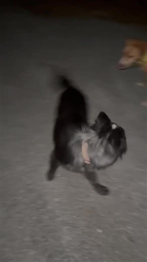 Do you know us? Loose pups on Elk mountain tonight. Finder unable to retrieve them. | Humane Society of Pocahontas County