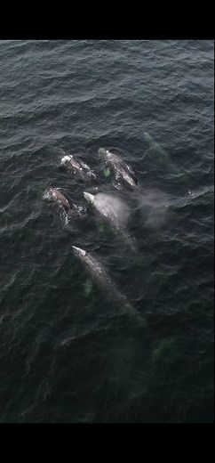 16K views · 2K reactions | Mega pod. They look skinny, right? Well,...