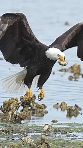 486K views · 13K reactions | Bald eagles are massive birds. You just don’t realize how big they are until you have the pleasure of being so close to them that you can actually hear the wind as it moves through their feathers and if you are lucky enough to have one look you in the eye, then you’ll never look at them the same way again. | Mark Smith Photography | Facebook