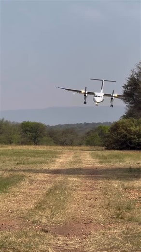 Auric Air - “Safari Flights” on Instagram: "Auric Air continues to provide seamless connectivity to Tanzania’s most iconic safari destinations. Here, our Dash 8 lands at Kogatende Airstrip — a key gateway to the Serengeti’s Great Migration and one of East Africa’s most remarkable wildlife spectacles. ✈️🌍 #AuricAir #FlyingSafaris #AviationExcellence #Serengeti #TourismTanzania #GreatMigration @nyundo_rewilded"
