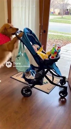This Golden Retriever is Danny | Babysitting Day 🍼✨這隻黃金獵犬叫Danny｜當保母的一天 👶🐶