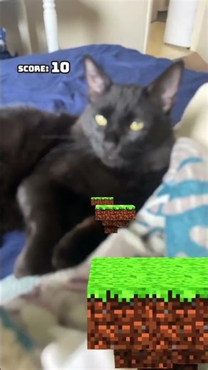 #cat #haveitoldyoulatelythatiloveyou #roblox #dothingsyoudontwanttodo