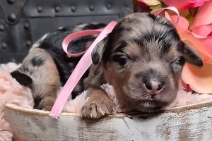 Marlena - Springerdoodle Puppy 7B392D