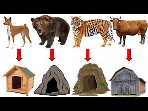 Animals and their homes | Animals home | Home of animals | Animal homes | Animal shelter for kids