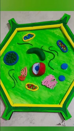 how to make a 3d model of plant cell and animal cell