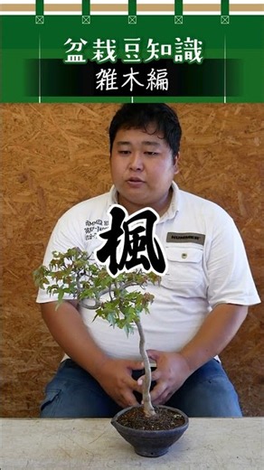 【雑木編】楓／盆栽豆知識