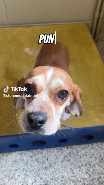 Creative Unique Pet Names for Your Furry Friends