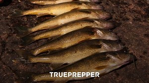 Best Survival Fishing Kits & Gear | TruePrepper