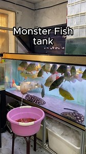 1.1M views · 7.1K reactions | feeding monster fishes.. #aquariumhobby #aquarium #stingray #arowanafish | Hendrix backyard TV | Facebook