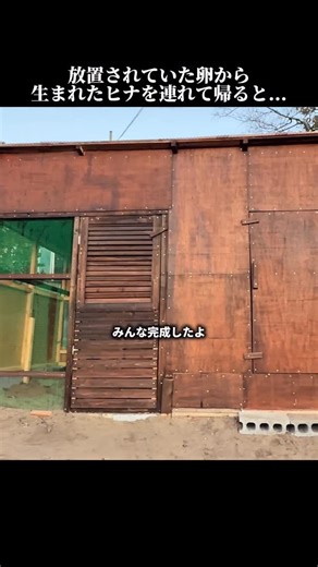 じゃぱちき【Japanese Chicken】 on Instagram: "放置されていた卵から生まれたヒナを連れて帰ると...⑧ #ニワトリ #鶏 #保護 #飼育"