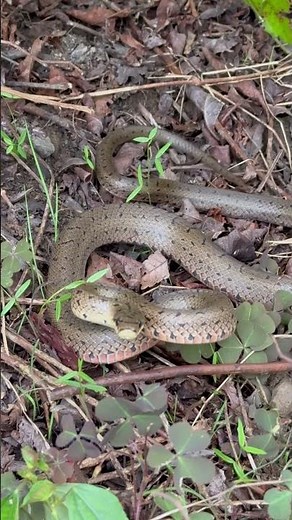 怒るジムグリさん #ジムグリ #蛇 #爬虫類 #nature #wildlife #snake