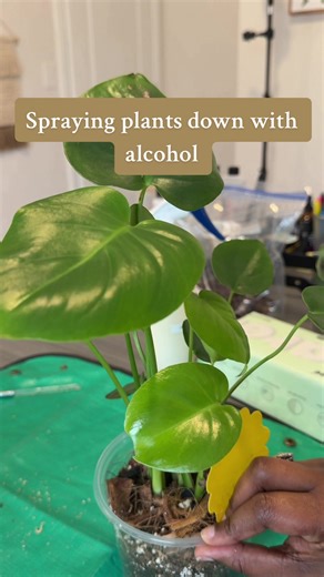 Effective Tips for Spraying Alcohol on Houseplants