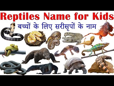 🦎 Learn Reptiles Name for Kids | Snake, Crocodile, Lizard, and Tortoise Names with Pictures 🐍🐊