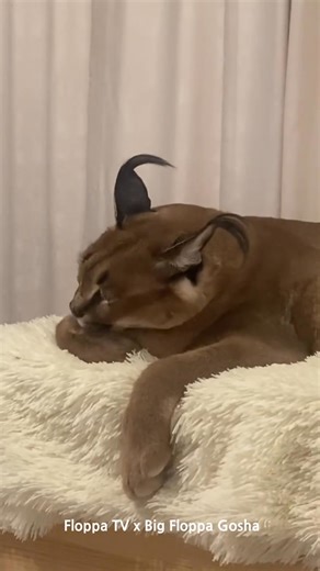 Big Floppa Gosha washes his hands and feet thoroughly | Floppatvofficial