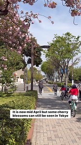 Mid April cherry blossoms in Tokyo #flowerstagram #naturelovers #tokyo #flowers #japan #nature #flowersofinstagram #flowerpower #japantravel #cherryblossoms #sakura. | Tokyo pearl