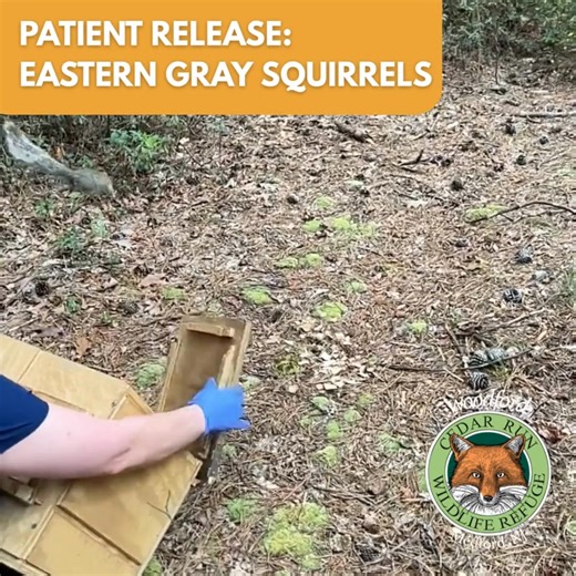 7.5K views · 167 reactions | Don't blink or you'll miss them! Patient...