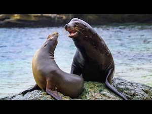 Why Do Animals Play? | Nature Documentary ULTRA HD
