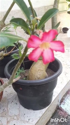 Repotting the Adenium plant into a new pot.