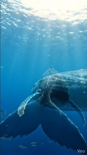 33 METERS! 🐋 The Largest Blue Whale Ever Recorded