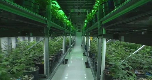 26 medical marijuana businesses awarded licenses in Kentucky after lottery