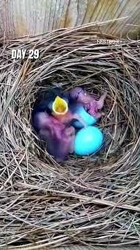 American Bluebird's extraordinary reproduction cycle