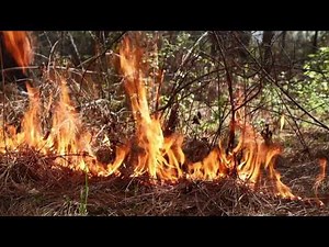 The Ecology of Controlled Burns
