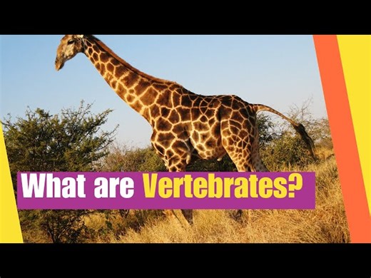 Vertebrates-Animals With Backbones: Birds/Fish/Mammals
