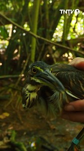 Le 'Ao, un oiseau endémique de Tahiti aujourd’hui en danger critique d’extinction, retrouve une chance de survie à Huahine où son habitat est préservé. 🤩 Notre article 👉🏽 https://www.tntvnews.pf/polynesie/environnement/le-ao-oiseau-endemique-de-tahiti-en-danger-trouve-une-chance-de-survie-a-huahine/ | TNTV News