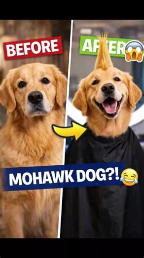 Golden Retriever Gets a Mohawk… And It’s HILARIOUS 😂🐶