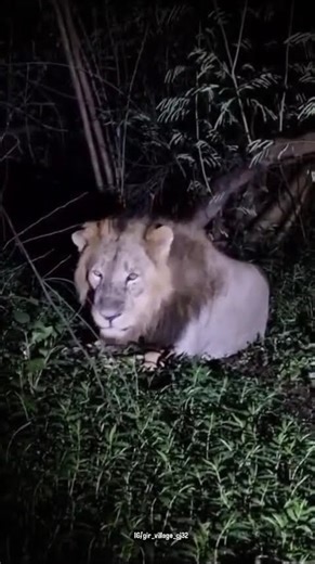 《 Gir national park safari junagdh Gujarat 》#forest #trending #wildliferescue #girforest #viral