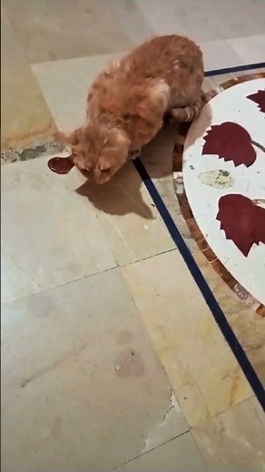 Cat vomiting blood 🙀 #cats #catlover #cutecat #cuteanimals #viral #kitten