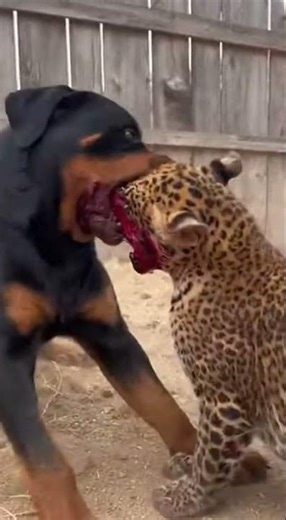 LEOPARD VS ROTTWEILER: THE ULTIMATE SURVIVAL BATTLE! 😱