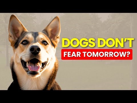Why Dogs Don't Worry About Tomorrow and What They Can Teach Us About Living Today