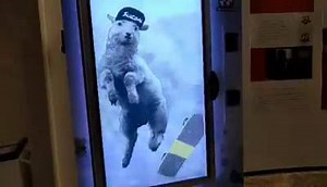 4.3K views · 168 reactions | Crazy llama knows what's up. | Silverfish Longboarding | Facebook