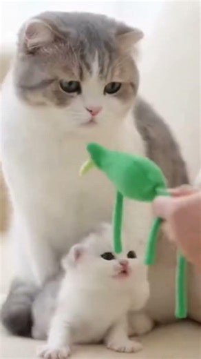 A Mother Cat Caring for Her Kitten #CatLovers#Kitten#CutePets#FunnyCats#CatVideos#KittenLife##Shorts