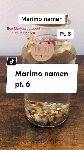 Nog meer Marimo's met een nieuw huisje 🏠 #fyp #etsynl #marimomossball