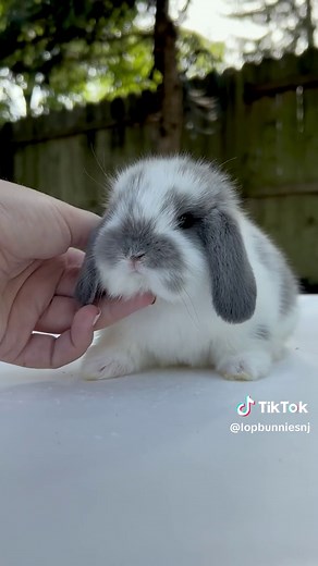 Colorful Holland Lop Rabbit Emoji and Cute Bunny Emoticons