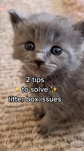 6.2K views · 364 reactions | When your cat doesn’t use the litter...