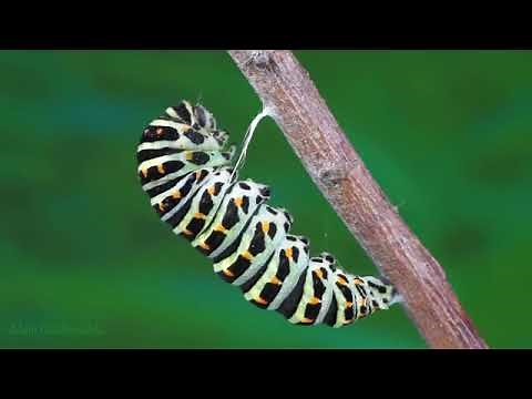 cycle de vie du papillon