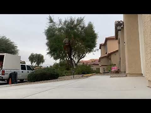Topping and Thinning an African Sumac Tree