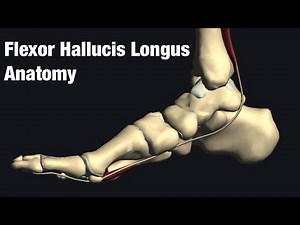Anatomy and function of flexor hallucis longus